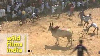 Man versus bull in India [upl. by Elockcin]