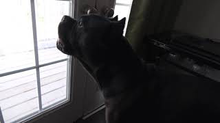 Cane Corso Growling [upl. by Leirraj]