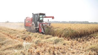 Reviving the Basmati Rice Farming Industry in Pakistan [upl. by Avie701]