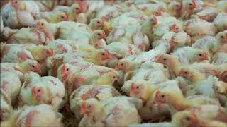 Chicken meat production BBC Countryfile [upl. by Curhan]