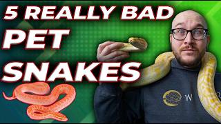 5 Really Bad Pet Snakes  Get These Snakes Instead [upl. by Nalor127]