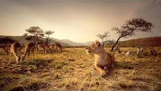 Nat Geo WIld Wildlife of AFRICA Documentary HD [upl. by Auahsoj394]