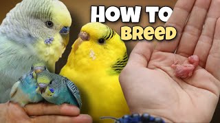 How to Breed Budgies 🐣 8 Tips for Successful Breeding [upl. by Granville33]