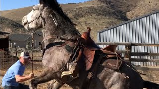 Wild Mustang From Bidding To 1st Ride  Challis Idaho BLM Horse Herd [upl. by Maximilian]