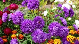 How to Grow Asters from Seed [upl. by Ainorev]