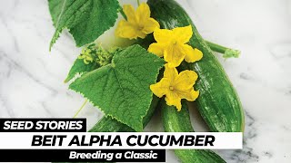 SEED STORIES  Beit Alpha Cucumber Breeding a Classic [upl. by Kelleher]