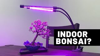 3 Species For Growing Bonsai Trees Indoors  The Bonsai Supply [upl. by Odnomar]