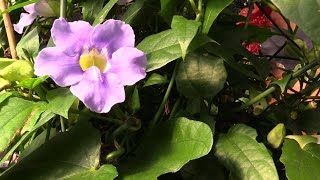 Growing the Blue Skyflower Thunbergia grandiflora [upl. by Julianna]