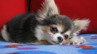 Dog Heart Attack  Chihuahua with congestive heart failure [upl. by Sherrie107]