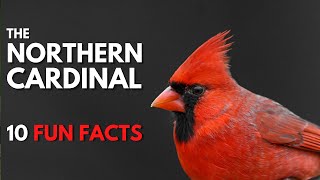 The NORTHERN CARDINAL  10 FACTS about them [upl. by Acceb]