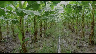 banana plantation techniques  banana field overview [upl. by Windsor701]