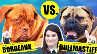 DOUGE DE BORDEAUX VS BULLMASTIFF [upl. by Acireit193]