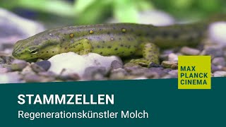 Stammzellen  Regenerationskünstler Molch [upl. by Mlehliw366]