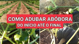 Como ADUBAR ABÓBORA do início até o final colheita de sucesso [upl. by Millman]