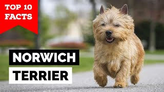 Norwich Terrier  Top 10 Facts [upl. by Yauq]