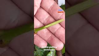 DOUBLE GRAFTING TECHNIQUES [upl. by Dahs]