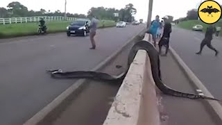 5 Titanoboas Caught on Camera and Spotted in Real Life [upl. by Fidelio]