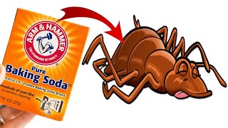 How Do You Use Baking Soda To Kill Bed Bugs FAST [upl. by Heyra]