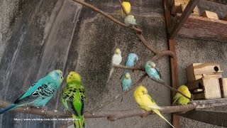 4 Hour Budgie Sounds Noisy In Their Aviary  August102019 [upl. by Margot]