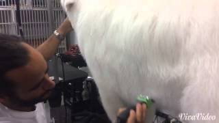 Grooming a Great Pyrenees and removing undercoat [upl. by Asinla]