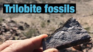 Finding Trilobite Fossils [upl. by Ayim]