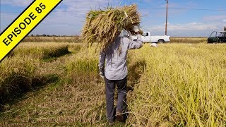 I Learn How to Harvest Rice by Hand at the Rice Experiment Station [upl. by Sorrows]