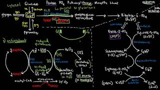 BIOCHEM 42  Pentose Phosphate Pathway [upl. by Phaih]