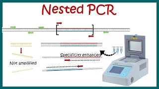 Nested PCR  Principle and usage [upl. by Aitret]