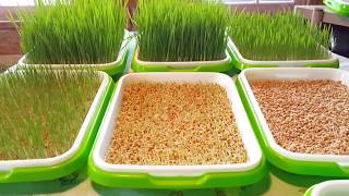 DIY Chicken Fodder  Experiment with Wheat [upl. by Nodnab539]