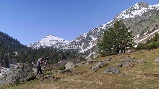 Le bouquetin du Parc national des Pyrénées [upl. by Seamus267]