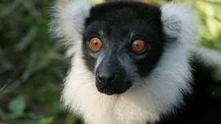 Lemurs of Madagascar HD [upl. by Neff]