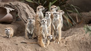 Meerkat Madness at San Diego Zoo [upl. by Acyre]