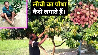 लीची का पौधा लगाने से लेकर तोराई तक की पूरी जानकारी🍓🌳 Lichi ki kheti  Lichi ka paudha Kaise lagaen [upl. by Perrins]