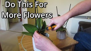 How to get your Phalaenopsis orchids to flower again [upl. by Danila]