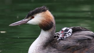 Great Crested Grebe Chicks Take a Ride  British Birding [upl. by Enecnarf148]