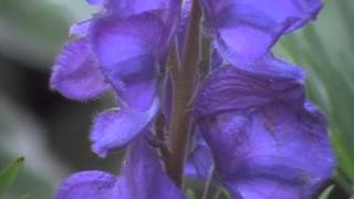 Aconitum napellus monkshood a poisonous beauty [upl. by Sandye]