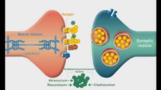 Autonomic Nervous system animation Neuromuscular Junction Blockers [upl. by Cirded]