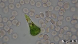 Comparing Microorganism Size Under the Microscope [upl. by Kaule]