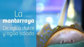 La mantarraya · Rayas de agua dulce y salada [upl. by Christel]