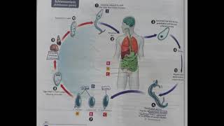 life cycle of Schistosoma trematodes [upl. by Kenn353]