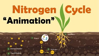 NITROGEN CYCLE  Biology Animation [upl. by Alvar932]