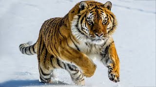 All about Siberian Tigers [upl. by Hsara]