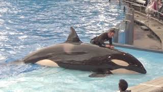 Orca Encounter and Miracles at SeaWorld Orlando [upl. by Carbrey]