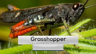 Grasshopper Sound  1min onWILD Ep1  DiogoOliveiraPhotography [upl. by Yhtomiht]