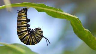 A monarch metamorphosis [upl. by Wertheimer]