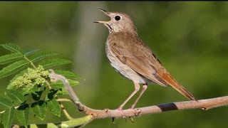 Hermit Thrush Singing [upl. by Rozek]