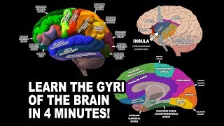 GYRI OF THE BRAIN  LEARN IN 4 MINUTES [upl. by Idham]