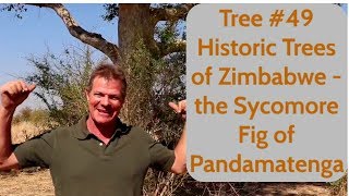 Tree 49 Historic Trees of Zimbabwe  the Sycamore Fig of Pandamatenga [upl. by Jarret]