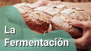 ¿Cómo funciona la fermentación [upl. by Shiroma]