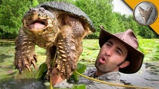 Diving for Snapping Turtles [upl. by Camala]